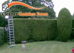 Hedge Maintenance Camden Town